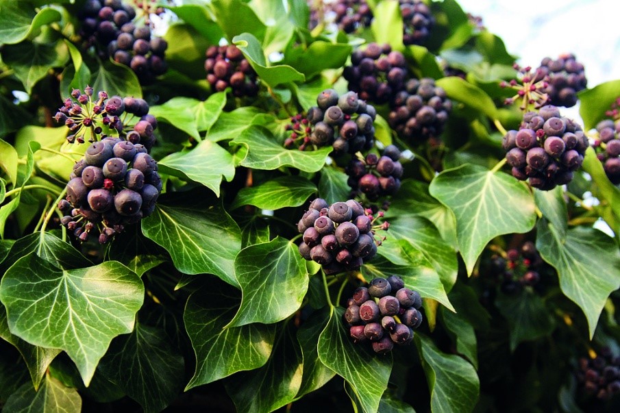 Hedera helix
